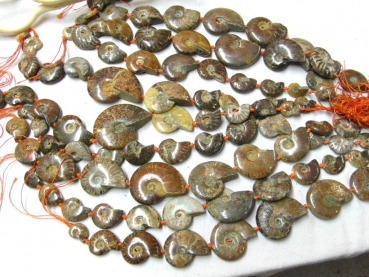Strang ganze Ammoniten im Verlauf 15-60mm längs gebohrt, Madagaskar