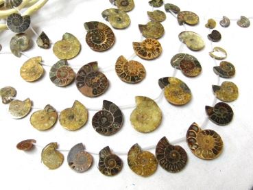Strang Ammoniten Anhänger oben gebohrt 20-50mm Madagaskar